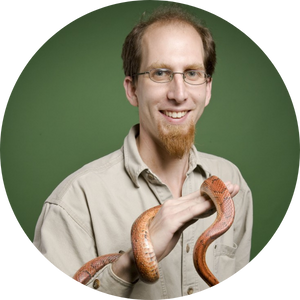 A man in a khaki shirt holds a red snake