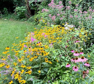 A garden of yellow and pink wildflowers