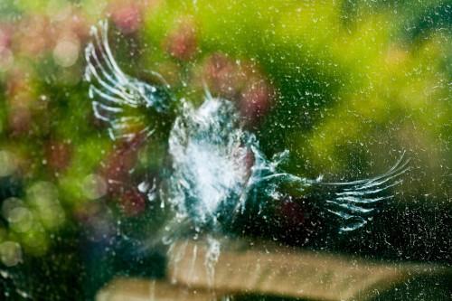 A songbird hits a window with its wings spread.