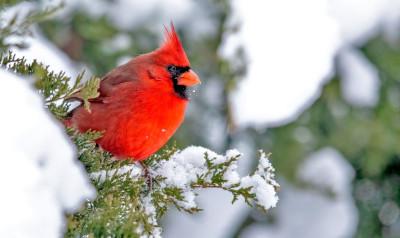 A cardinal sits on a tree branch covered in snow