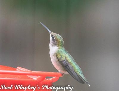 A green and blue hummingbird perches on a red hummingbird feeder. Photo credit: Barb Whipkey