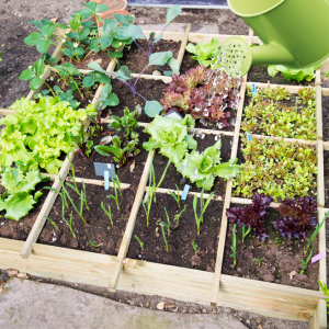 A garden bed divided into 8 squares with various lettuces growing in them, a watering can pours water over the bed