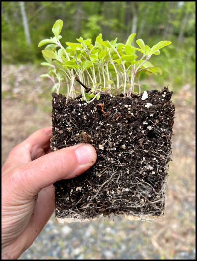 A hand holding a block of soil with a large number of green seedlings growing out of the top