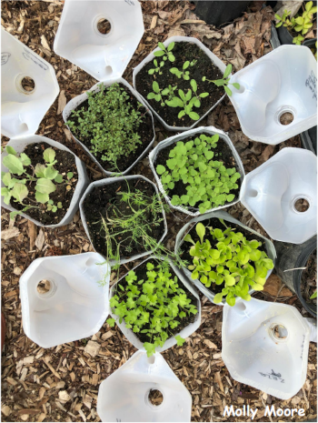 Seven small pots with seedling growth and seven empty cups surrounding them